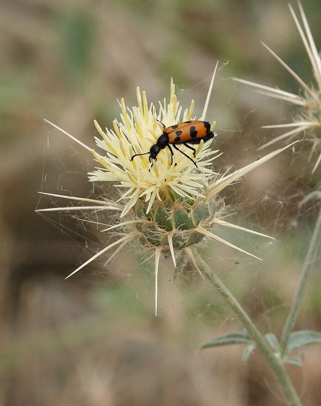 Centaurea reflexa. Closer.jpg