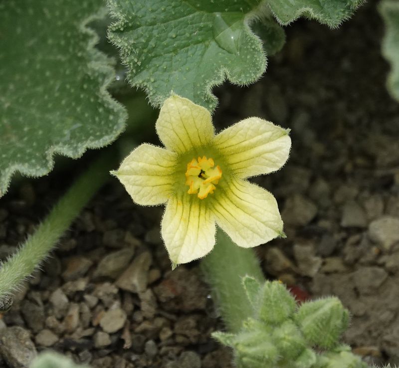 Ecballium elaterium. Close-up.jpg
