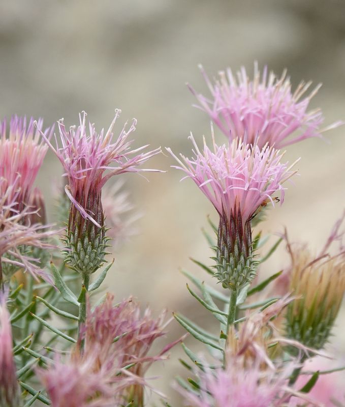 Centaurea sp. Closer 2..jpg