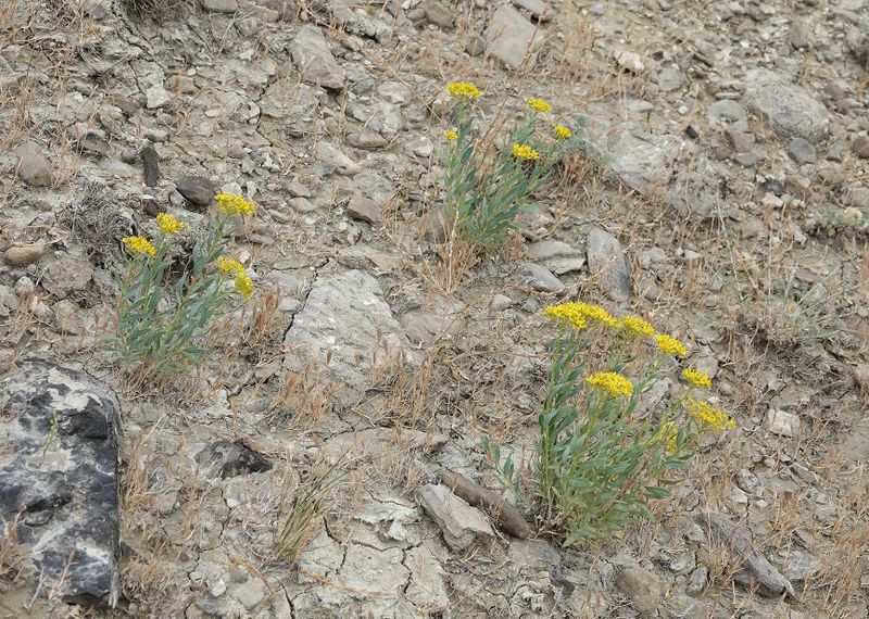 Haplophyllum villosum.1.jpg