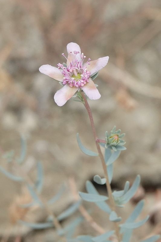 Reaumuria alternifolia. Closer.jpg