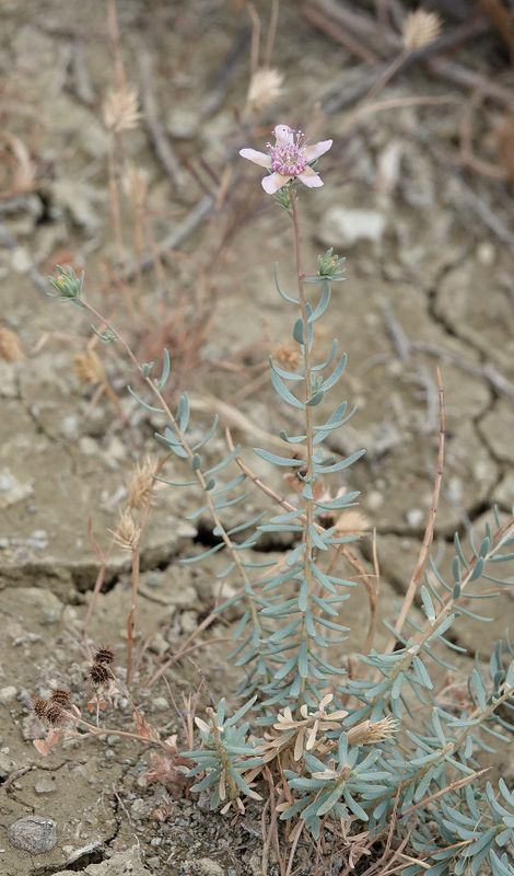 Reaumuria alternifolia.jpg
