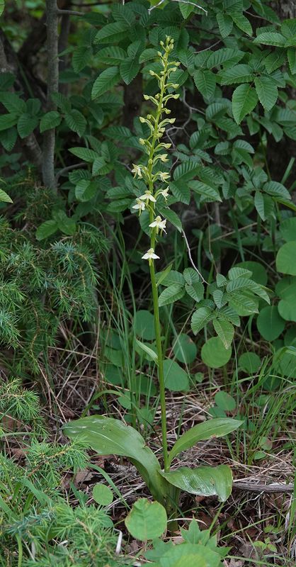 Platanthera montana.2.jpg
