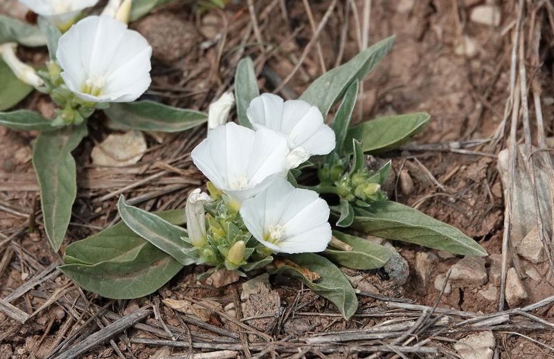 Convolvulus lineatus. Closer.jpg