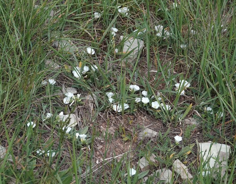 Convolvulus lineatus.1.jpg