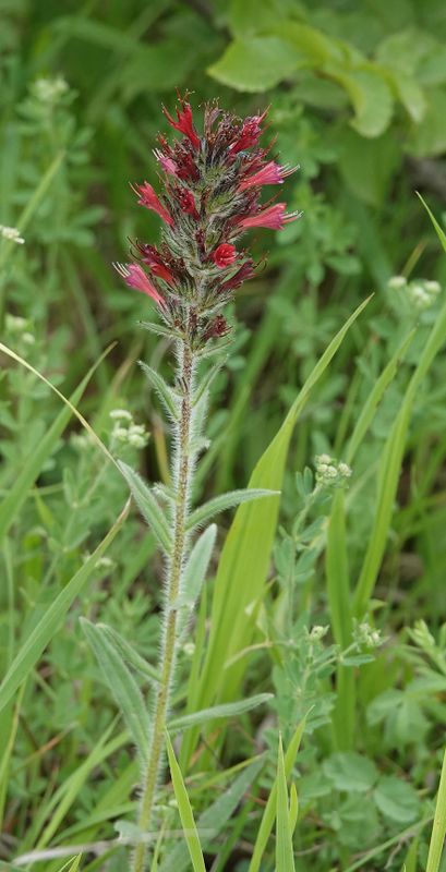Echium russicum. Closer.jpg
