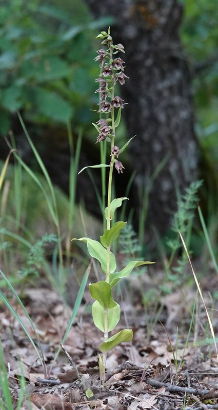 Epipactis helleborine.2.jpg