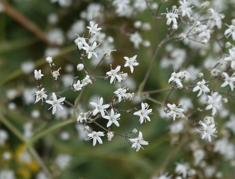 Gypsophila paniculata. Closer.3.jpg