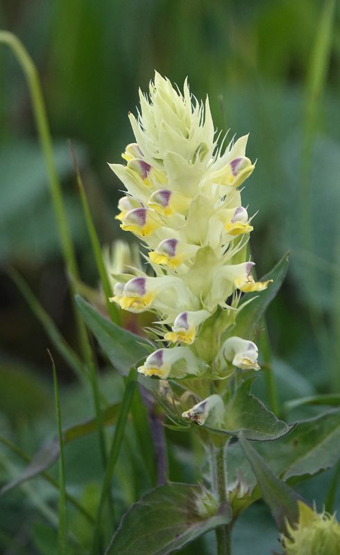 Melampyrum argyrocomum. Closer.jpg