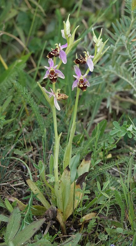 Ophrys oestrifera.jpg