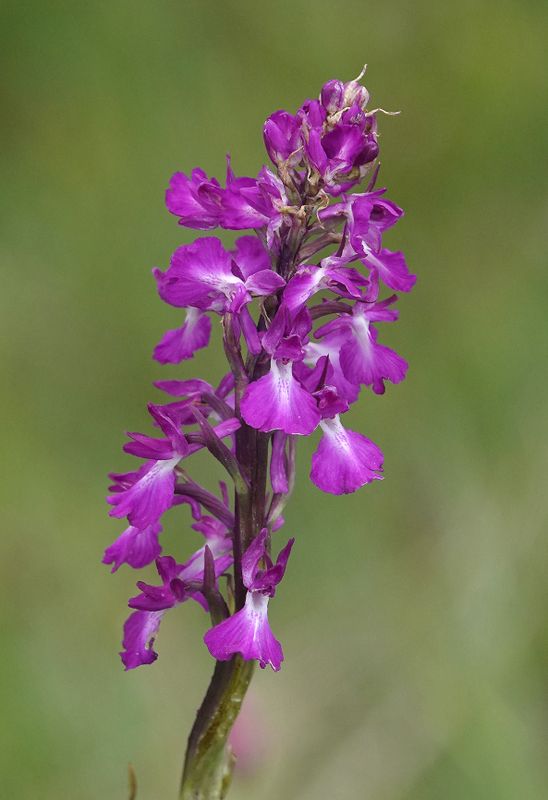 Orchis palustris. Close-up.jpg