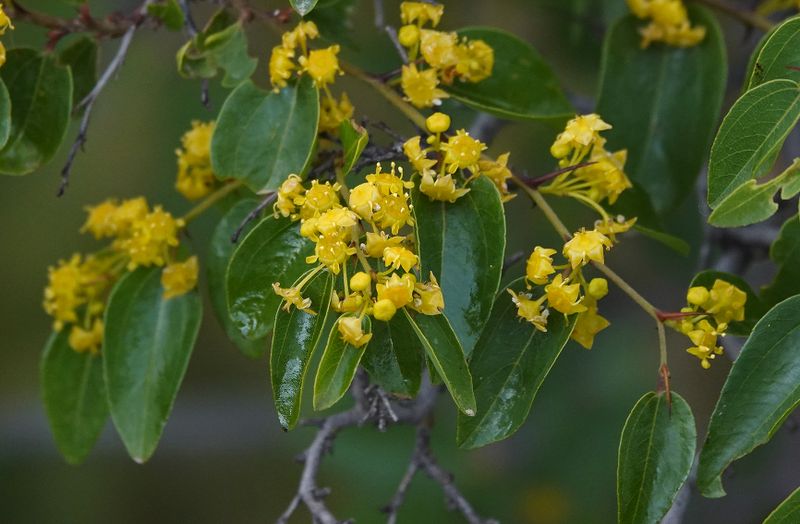 Paliurus spina-christi. Close-up.2.jpg