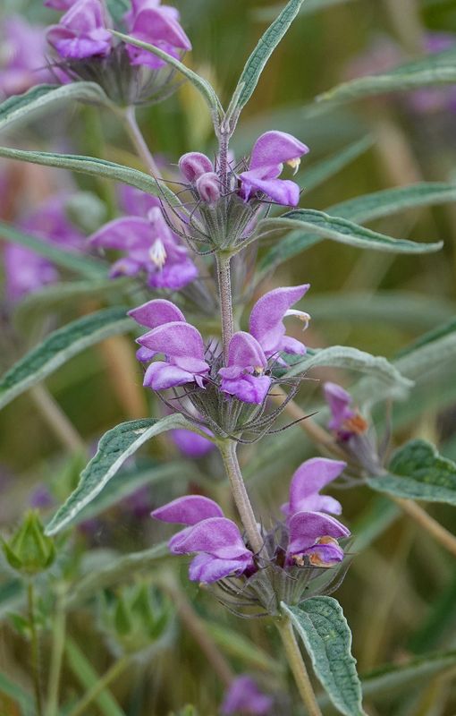 Phlomis herba-venti Closer.3.jpg