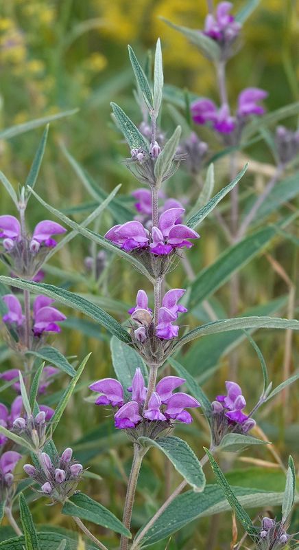 Phlomis herba-venti Closer.4.jpg