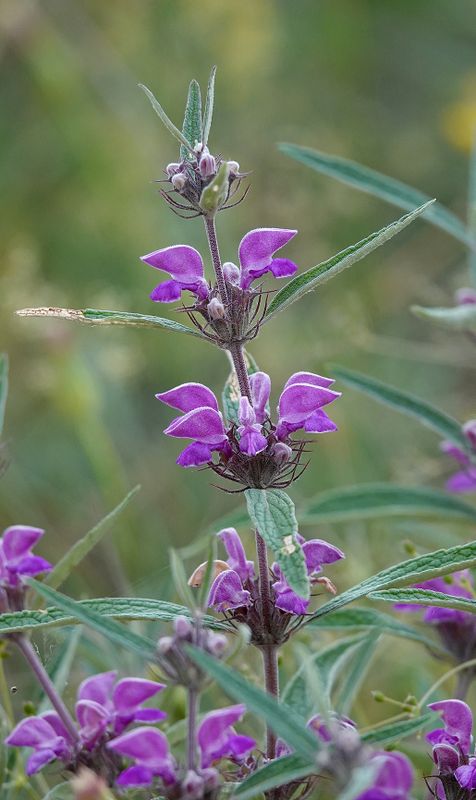 Phlomis herba-venti Closer.jpg