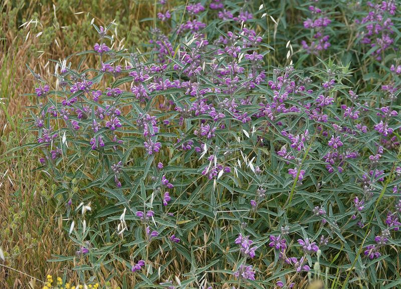 Phlomis herba-venti.3.jpg