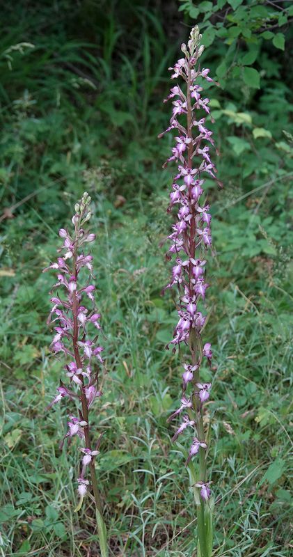 Himantoglossum formosum. Closer.1.jpg