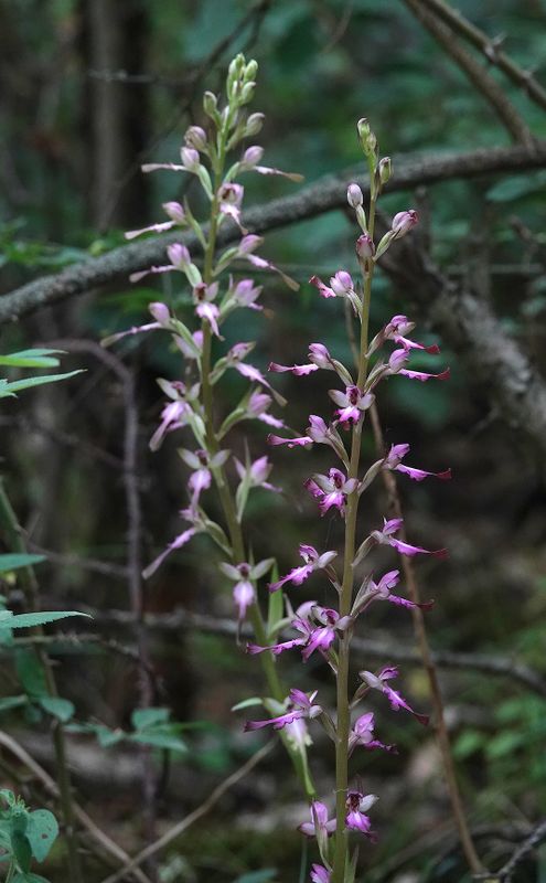 Himantoglossum formosum. Closer.2.jpg