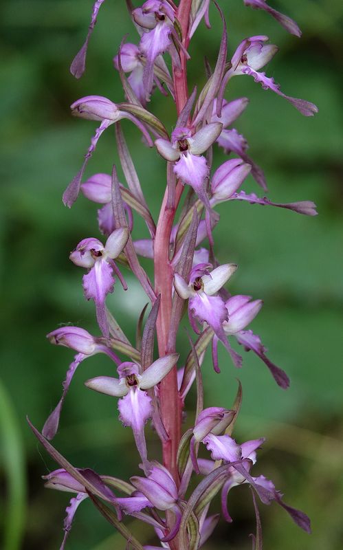 Himantoglossum formosum. Closer.4.jpg