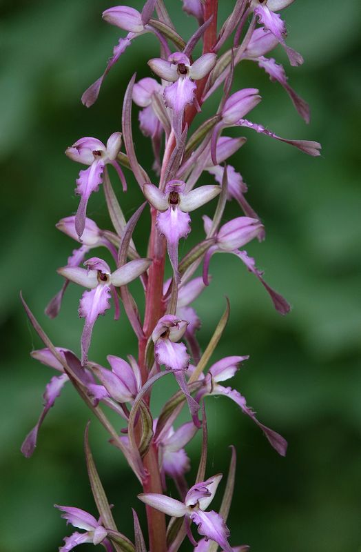 Himantoglossum formosum. Closer.8.jpg