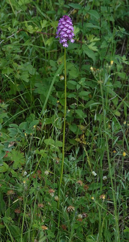 Anacamptis pyramidalis. Close-up.jpg