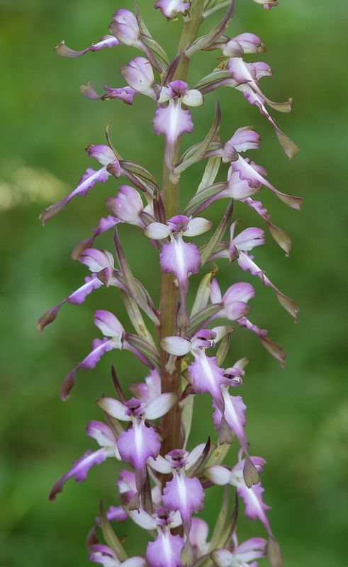 Himantoglossum formosum. Closer.2.jpg