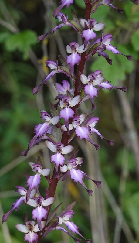 Himantoglossum formosum. Closer.5.jpg