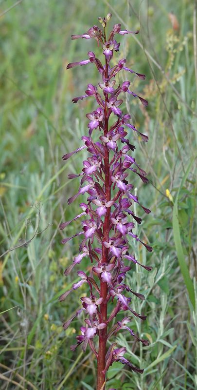 Himantoglossum formosum. Closer.6.jpg