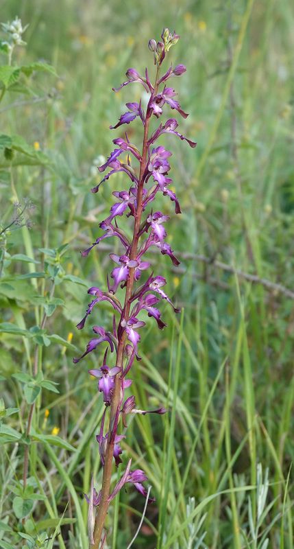 Himantoglossum formosum. Closer.7.jpg
