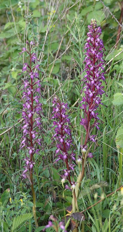 Himantoglossum formosum. Closer.9.jpg