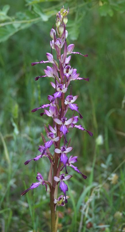 Himantoglossum formosum. Closer.jpg