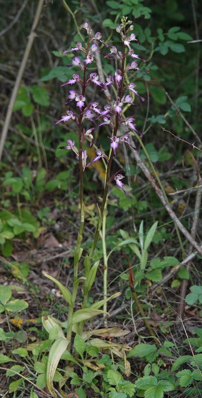 Himantoglossum formosum.2.jpg