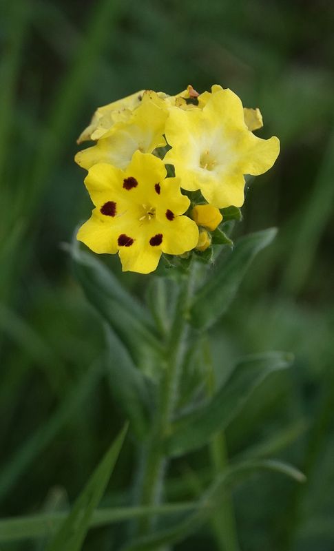 Huynhia pulchra. Closer 3.jpg