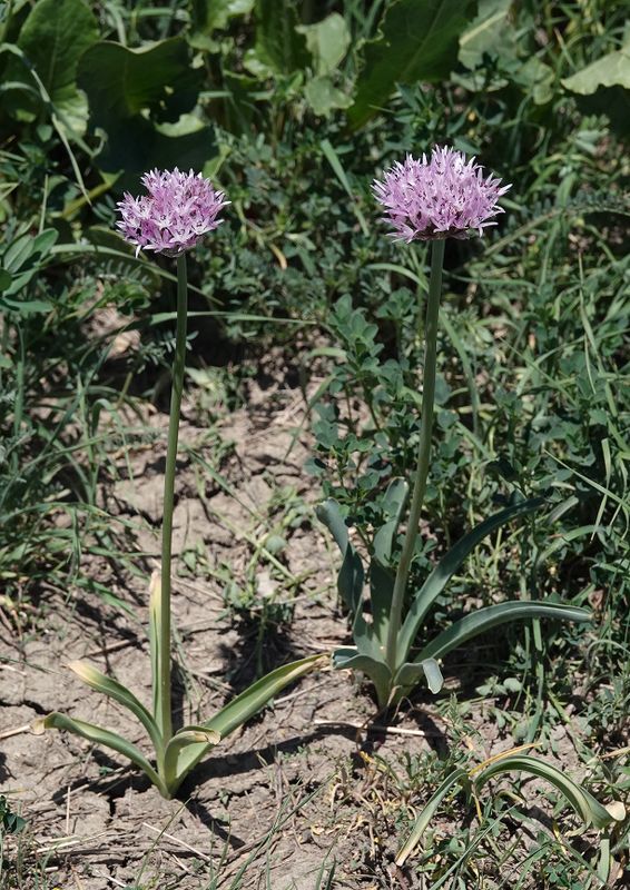 Allium sp. 3.jpg