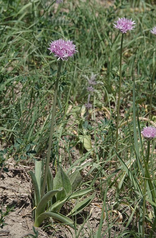 Allium sp. 5.jpg