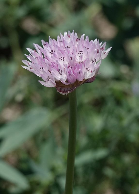 Allium sp. Closer.jpg