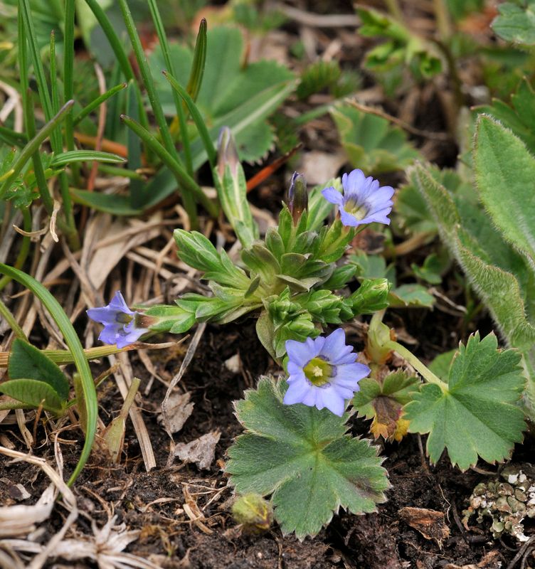 Gentiana species.1.jpg