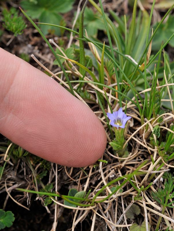 Gentiana species.jpg
