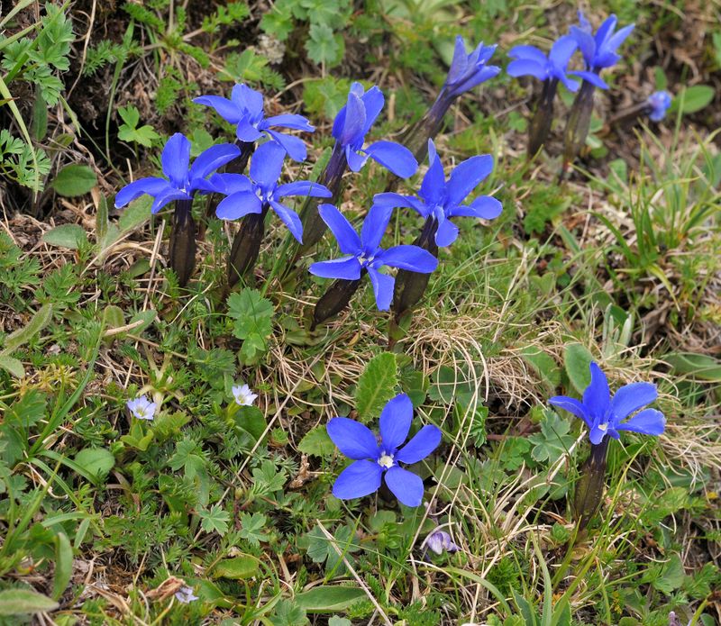 Gentiana verna ssp. pontica and Gentiana sp.jpg