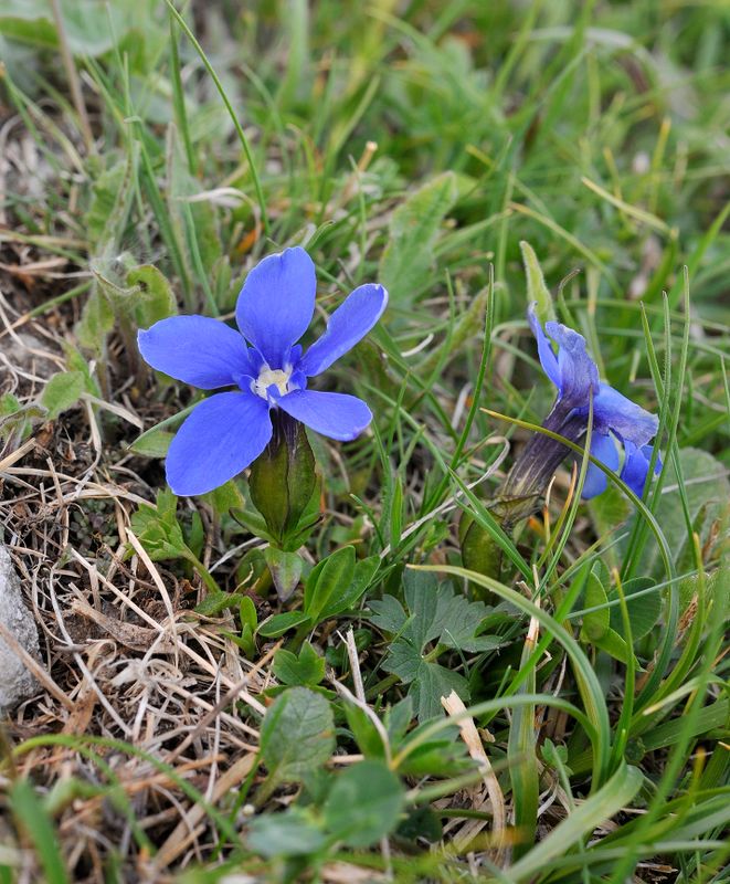 Gentiana verna ssp. pontica.jpg