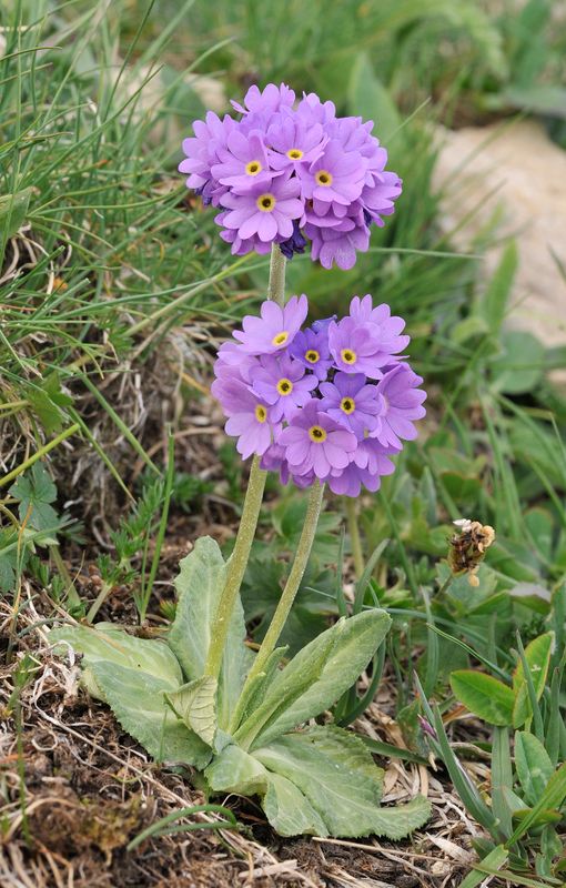 Primula algida.jpg