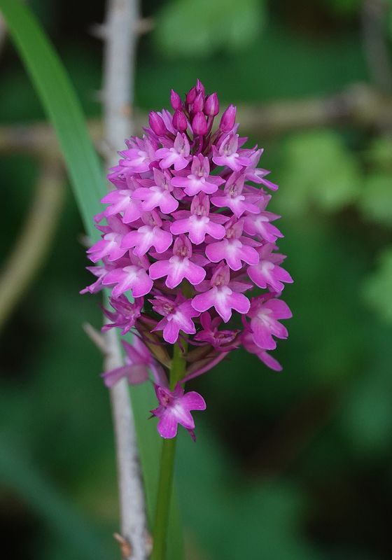 Anacamptis pyramidalis. Closer.jpg