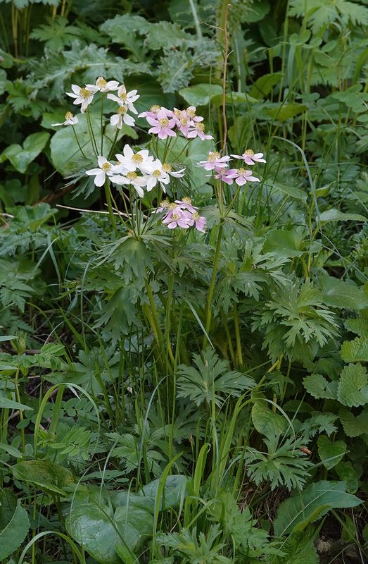 Anemonastrum fasciculatum.1.jpg
