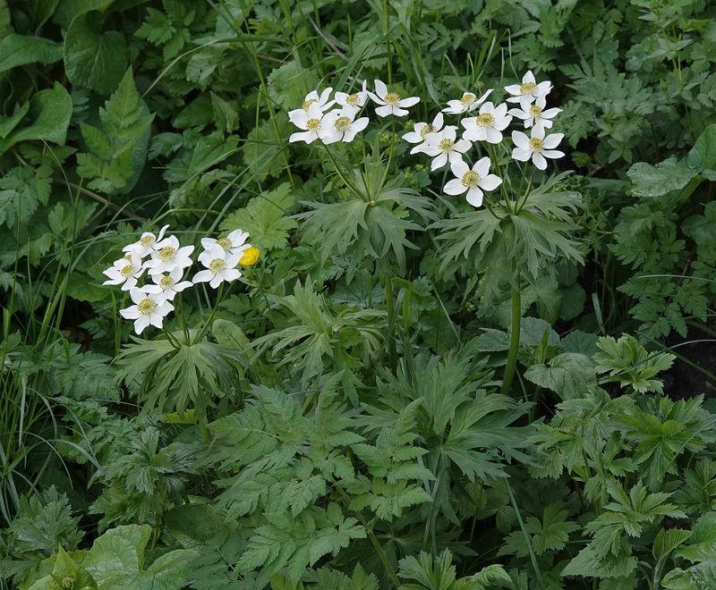 Anemonastrum fasciculatum.2.jpg