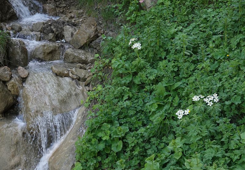 Anemonastrum fasciculatum.jpg