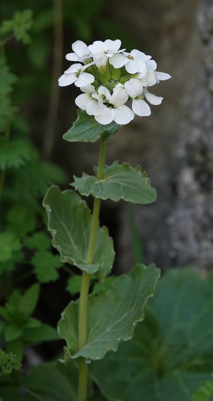 Brassicaceae. Close-up.1.jpg