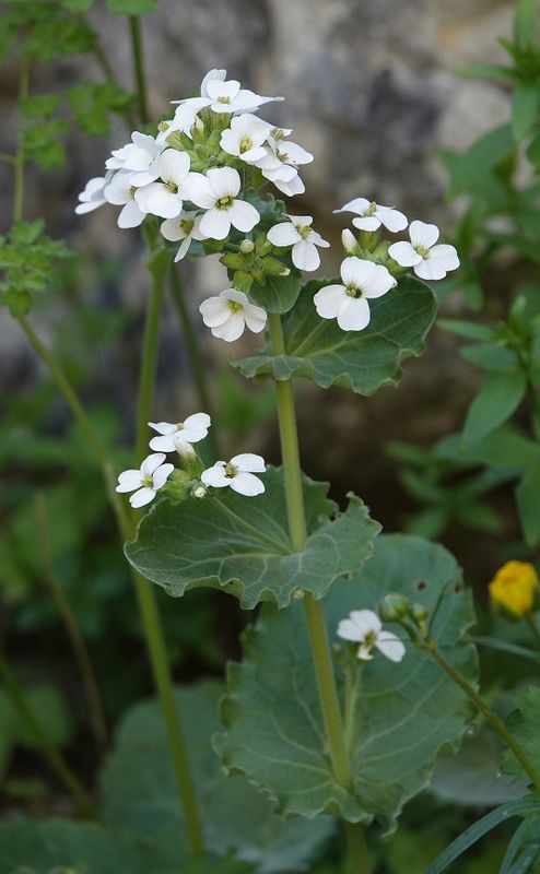 Brassicaceae. Close-up.jpg