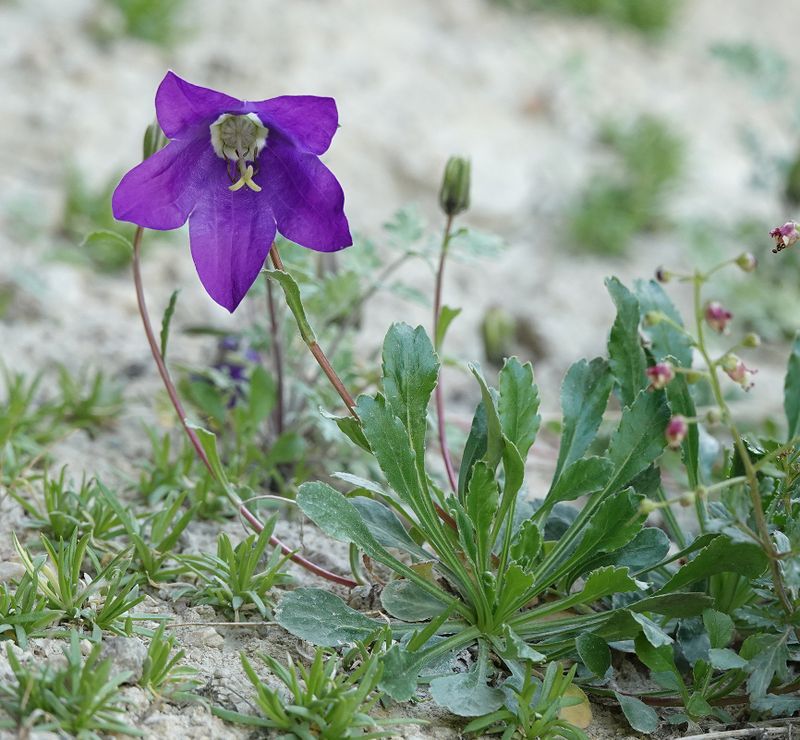 Campanula saxifraga. Closer.jpg