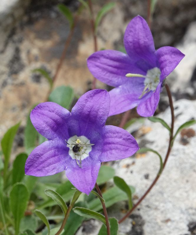 Campanula saxifraga. Close-up.3.jpg