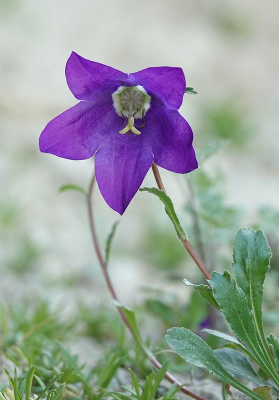 Campanula saxifraga. Close-up.jpg